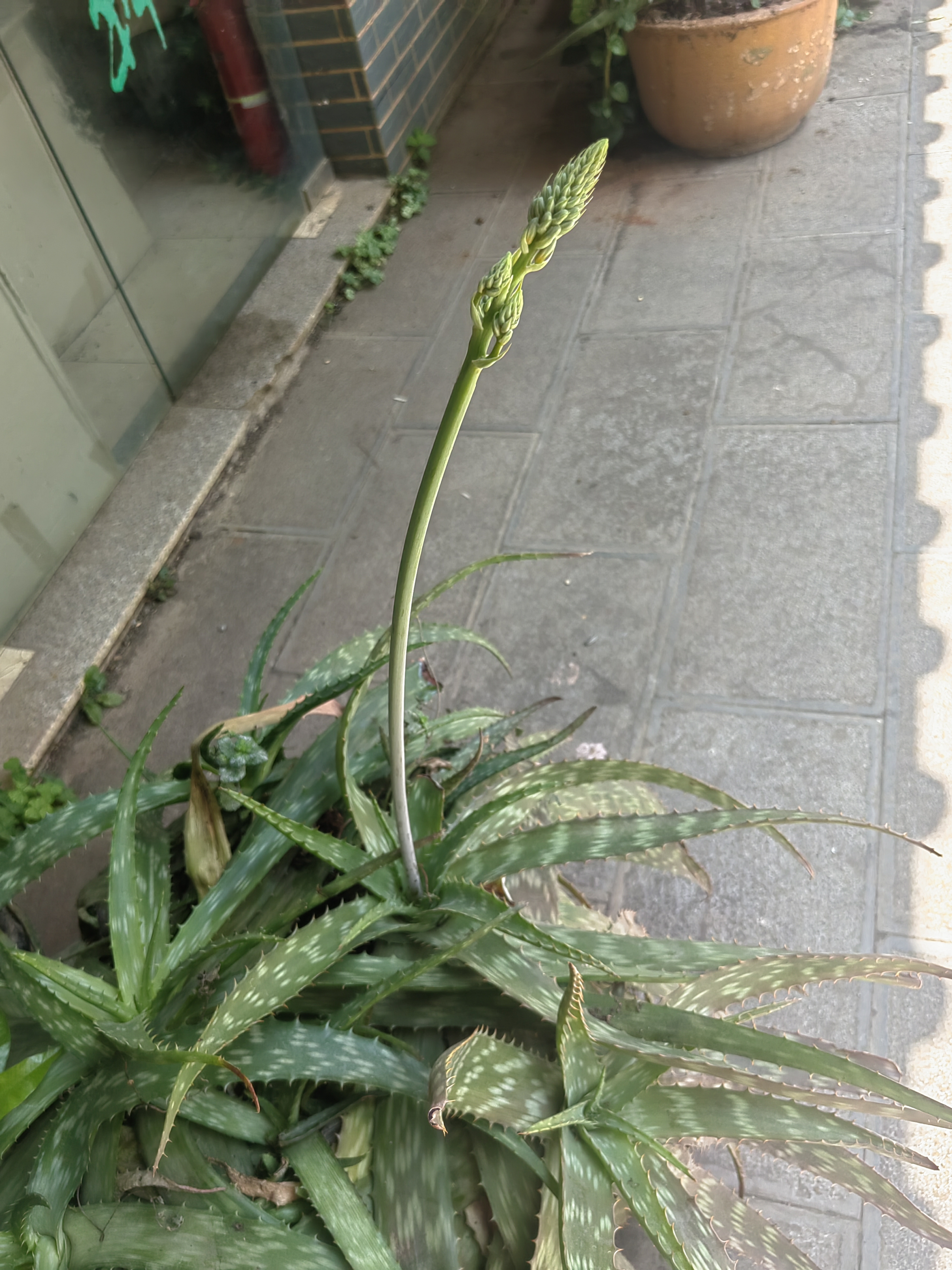 动态图片